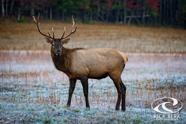 Cataloochie Elk